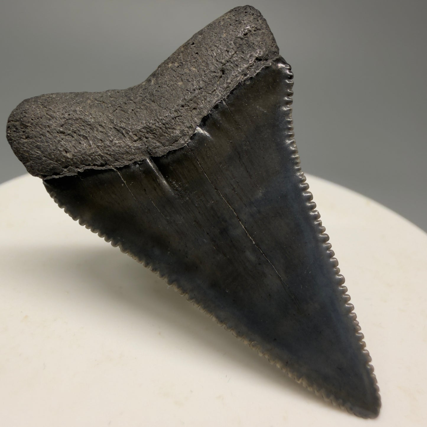 Colorful, sharply serrated 1.63" Fossil Great White Shark Tooth - South Carolina GW1228 - Back Left