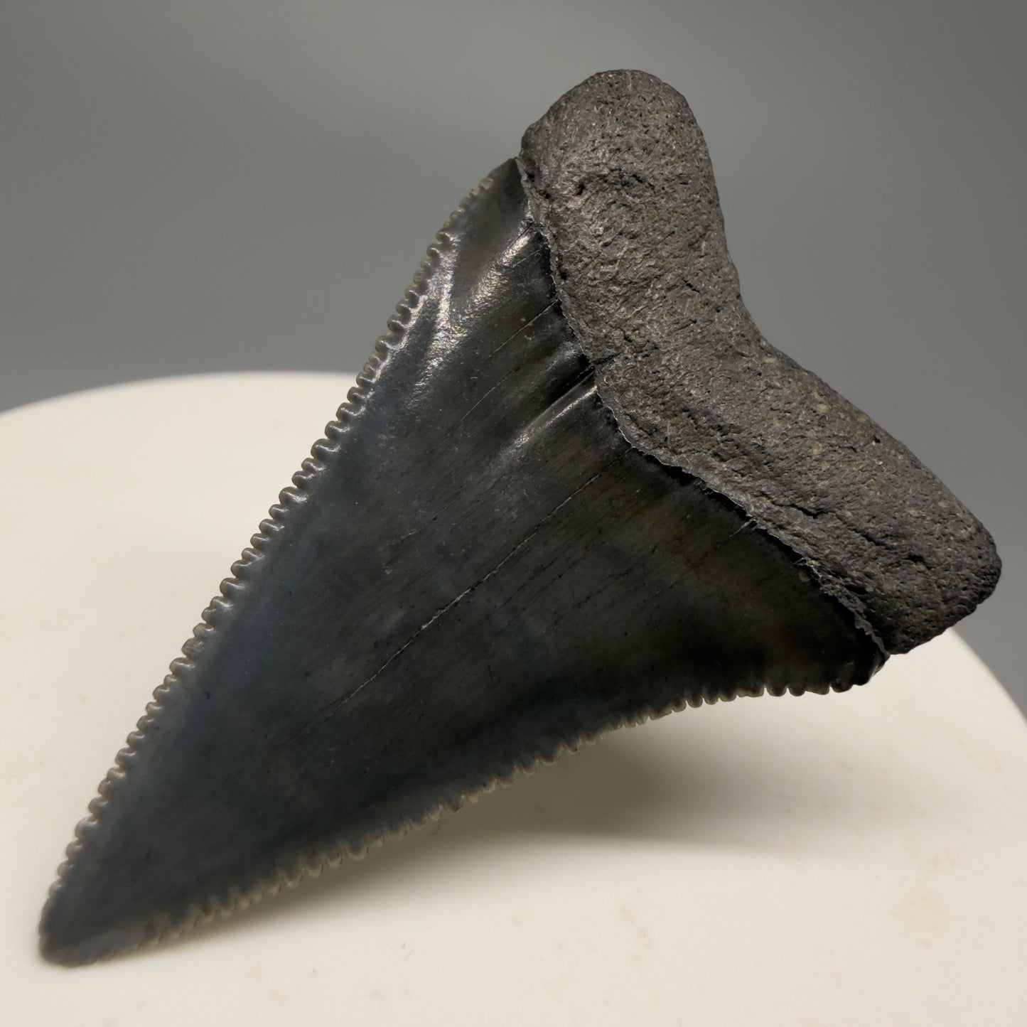 Colorful, sharply serrated 1.63" Fossil Great White Shark Tooth - South Carolina GW1228 - Back Right