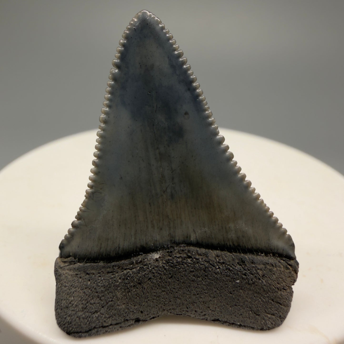 Colorful, sharply serrated 1.44" Fossil Great White Shark Tooth - South Carolina GW1228 - Back