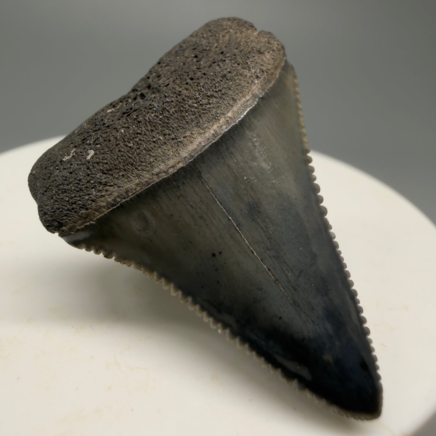 Colorful, sharply serrated 1.44" Fossil Great White Shark Tooth - South Carolina GW1228 - Front Left