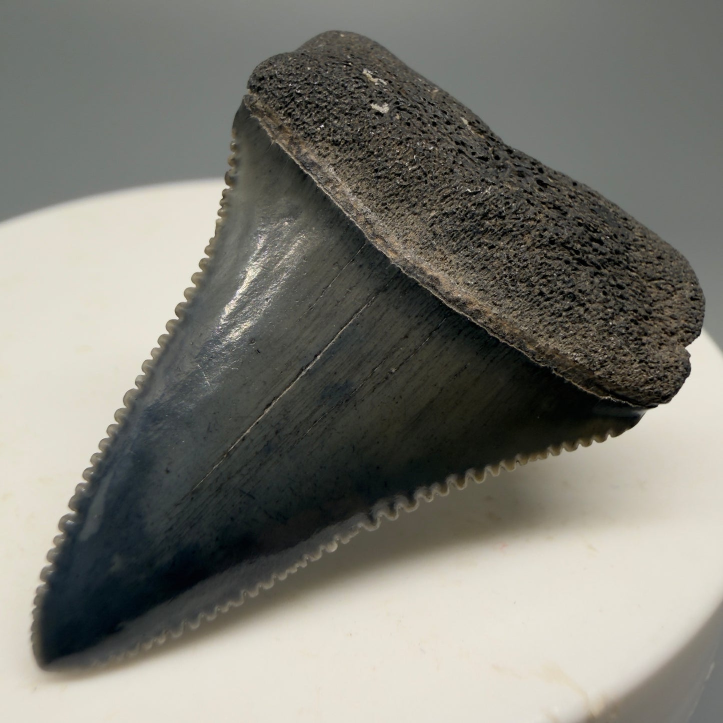 Colorful, sharply serrated 1.44" Fossil Great White Shark Tooth - South Carolina GW1228 - Front Right