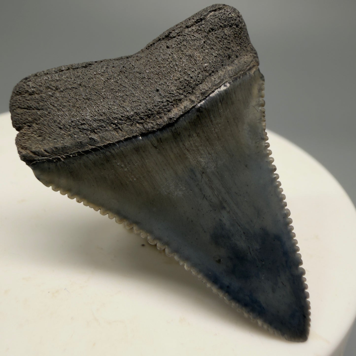 Colorful, sharply serrated 1.44" Fossil Great White Shark Tooth - South Carolina GW1228 - Back Left