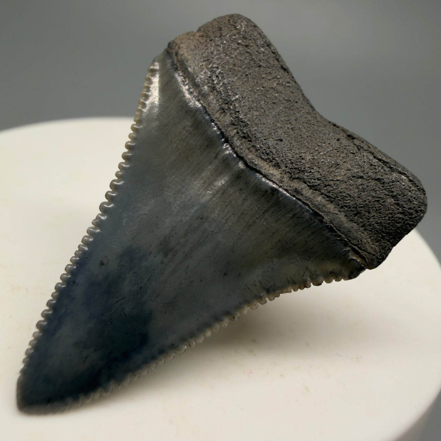 Colorful, sharply serrated 1.44" Fossil Great White Shark Tooth - South Carolina GW1228 - Back Right