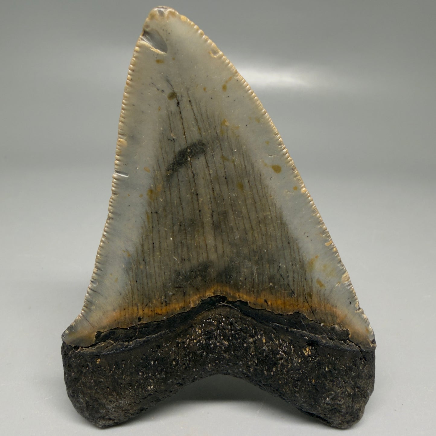 Back View Colorful 3.33" Fossil Megalodon Tooth from North Carolina - megalodonteeth.com CM6192