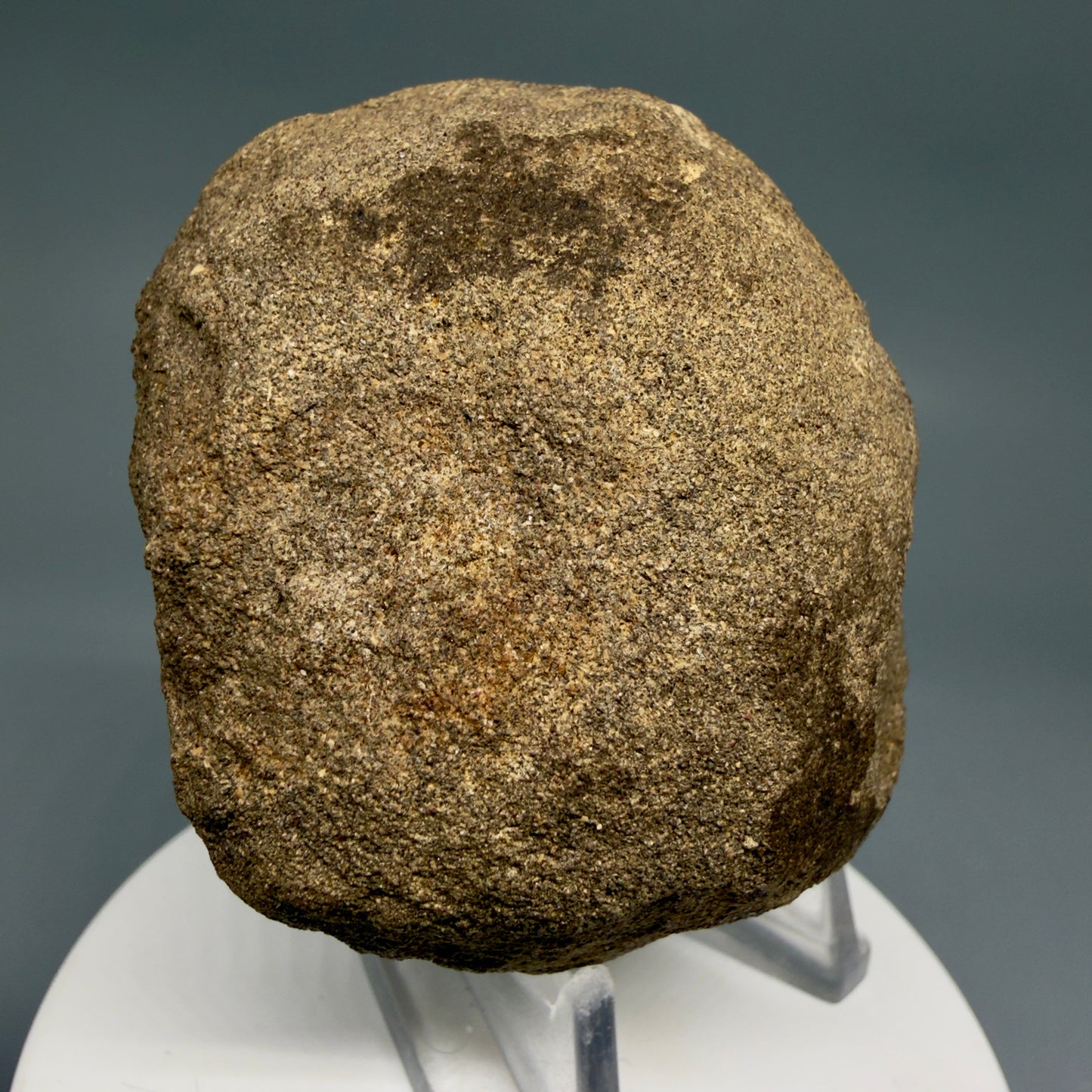 Back View Rare, in matrix 0.78" wide Fossil Notorynchus kempi - Sevengill Cow Shark Tooth from Washington R643