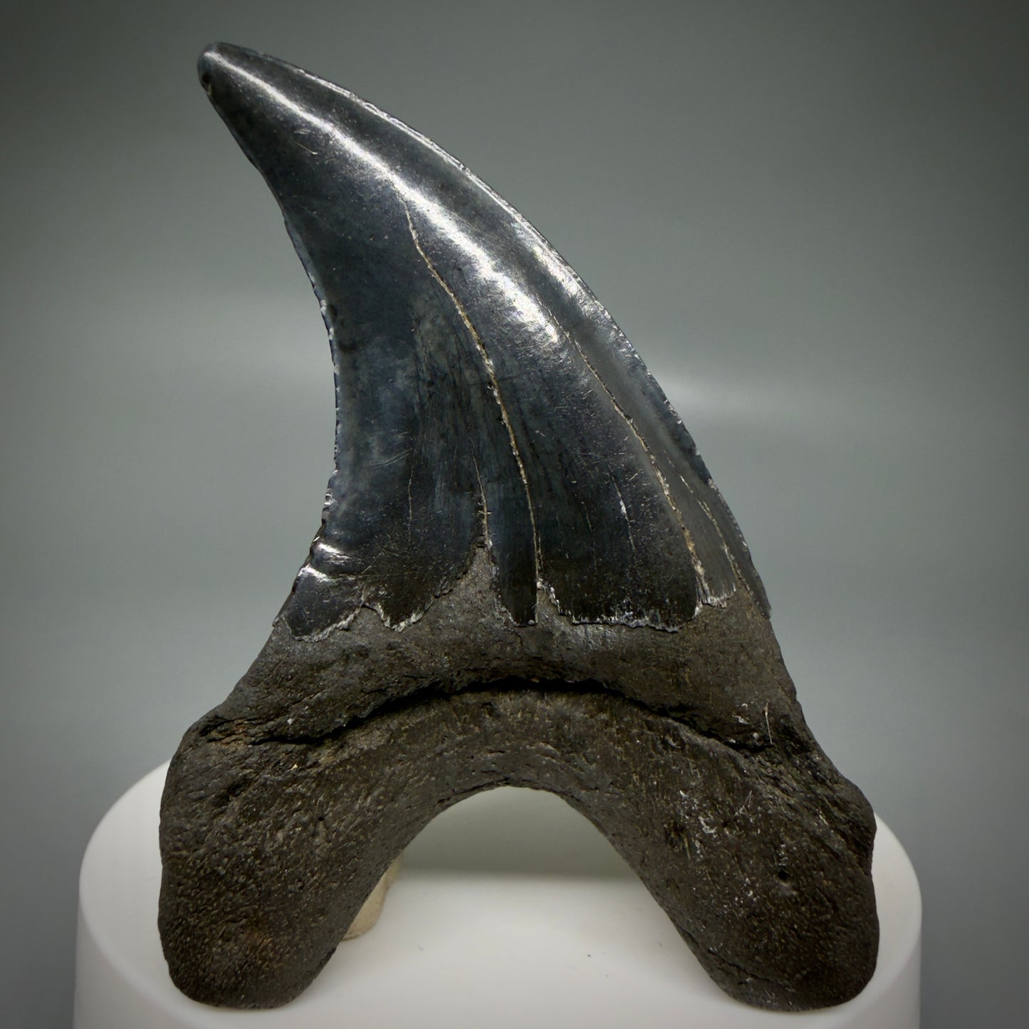 Back View Dark colors, Large 2.80" Fossil Parotodus benedeni Tooth from SC R641