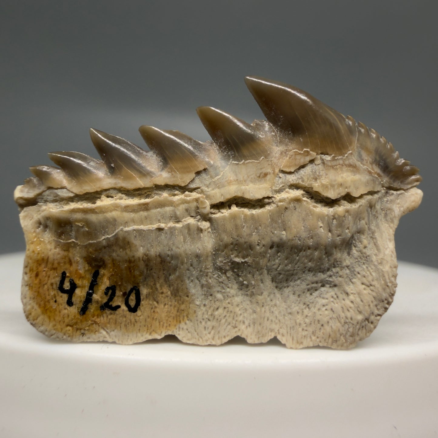 Back View Rare 1.10" wide Fossil Notorynchus kempi - Sevengill Cow Shark Tooth from Kazakhstan R638