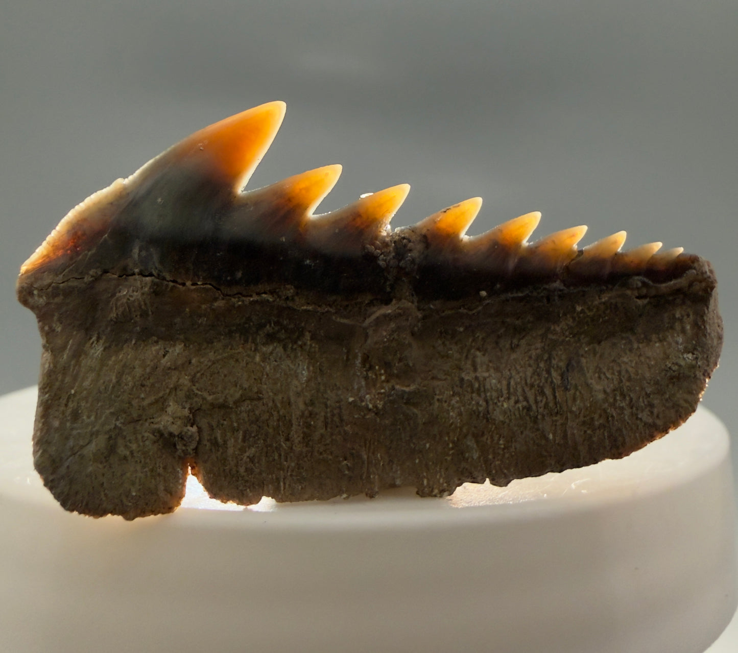 Back View Colorful 1.65" wide Fossil Hexanchus gigas - Sixgill Cow Shark tooth from Sacaco, Peru R636 - 1