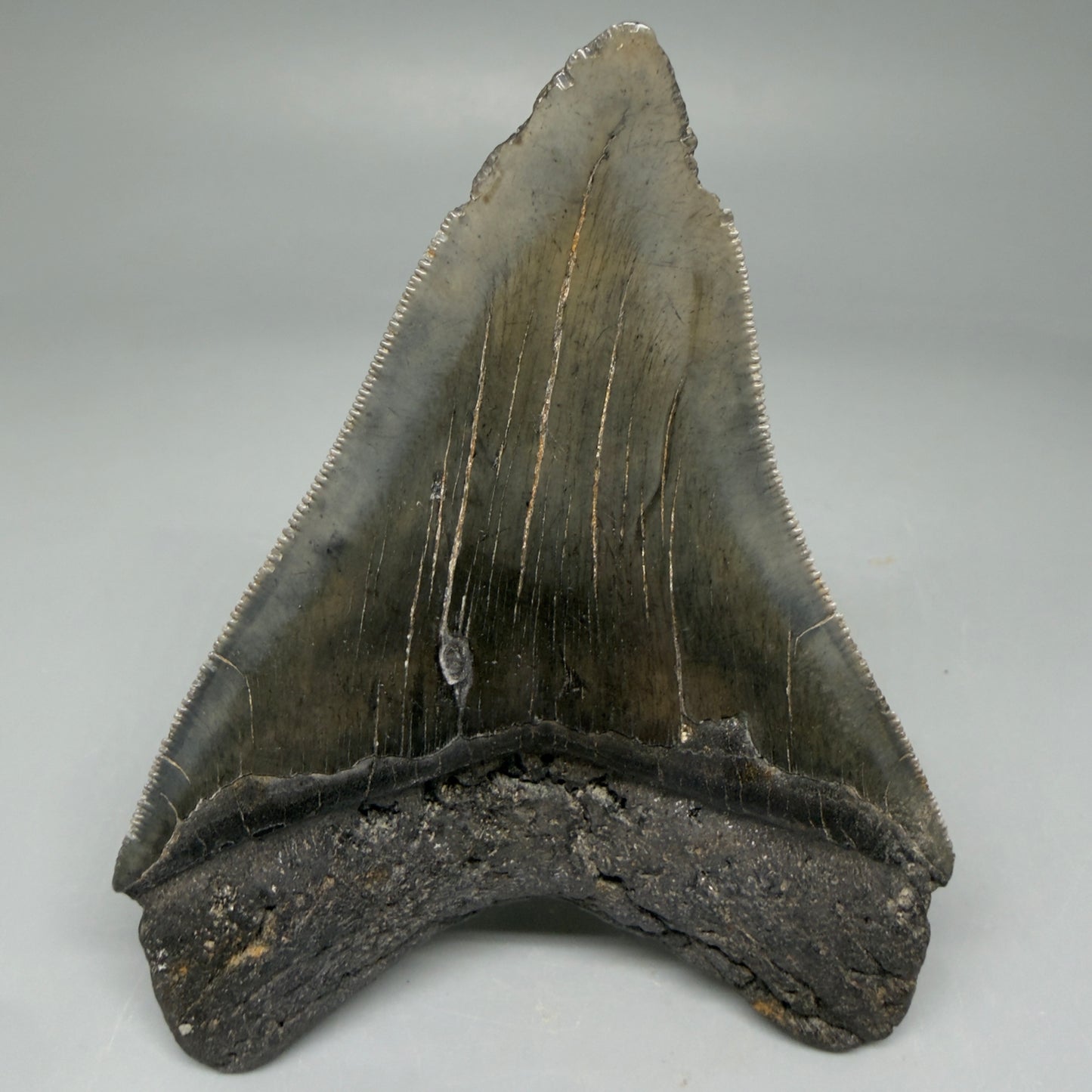 Back View 4.08" Fossil Megalodon Tooth – Authentic Carcharocles megalodon Tooth from South Carolina CM5841