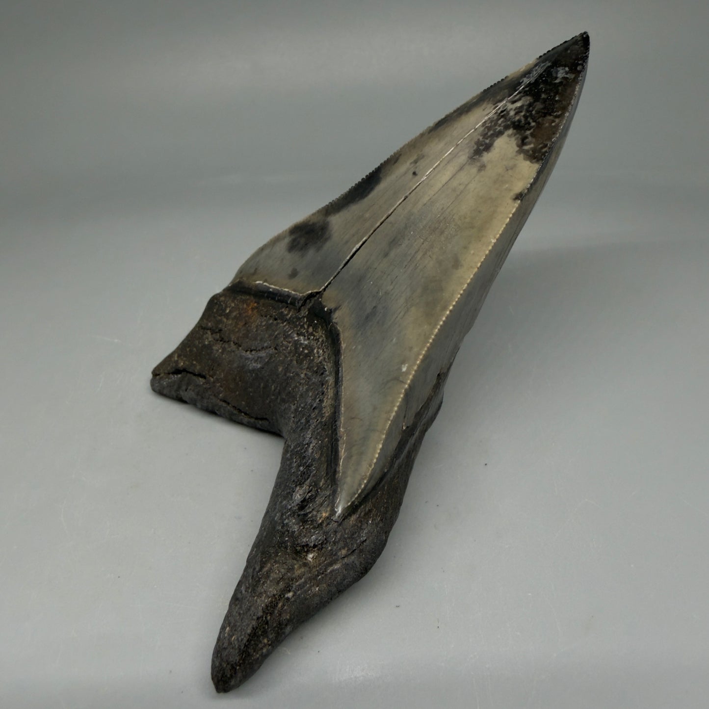 Sitting on root Lower 4.68" Collector Megalodon Tooth from South Carolina – Very Colorful CM5842