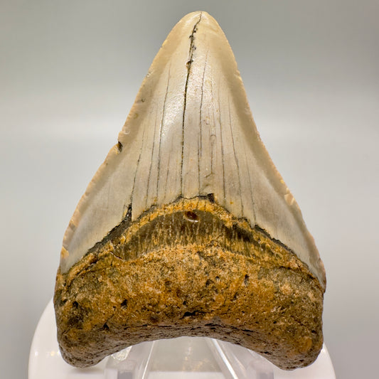 North Carolina  3.28" Fossil Megalodon Tooth CM4622 - Front