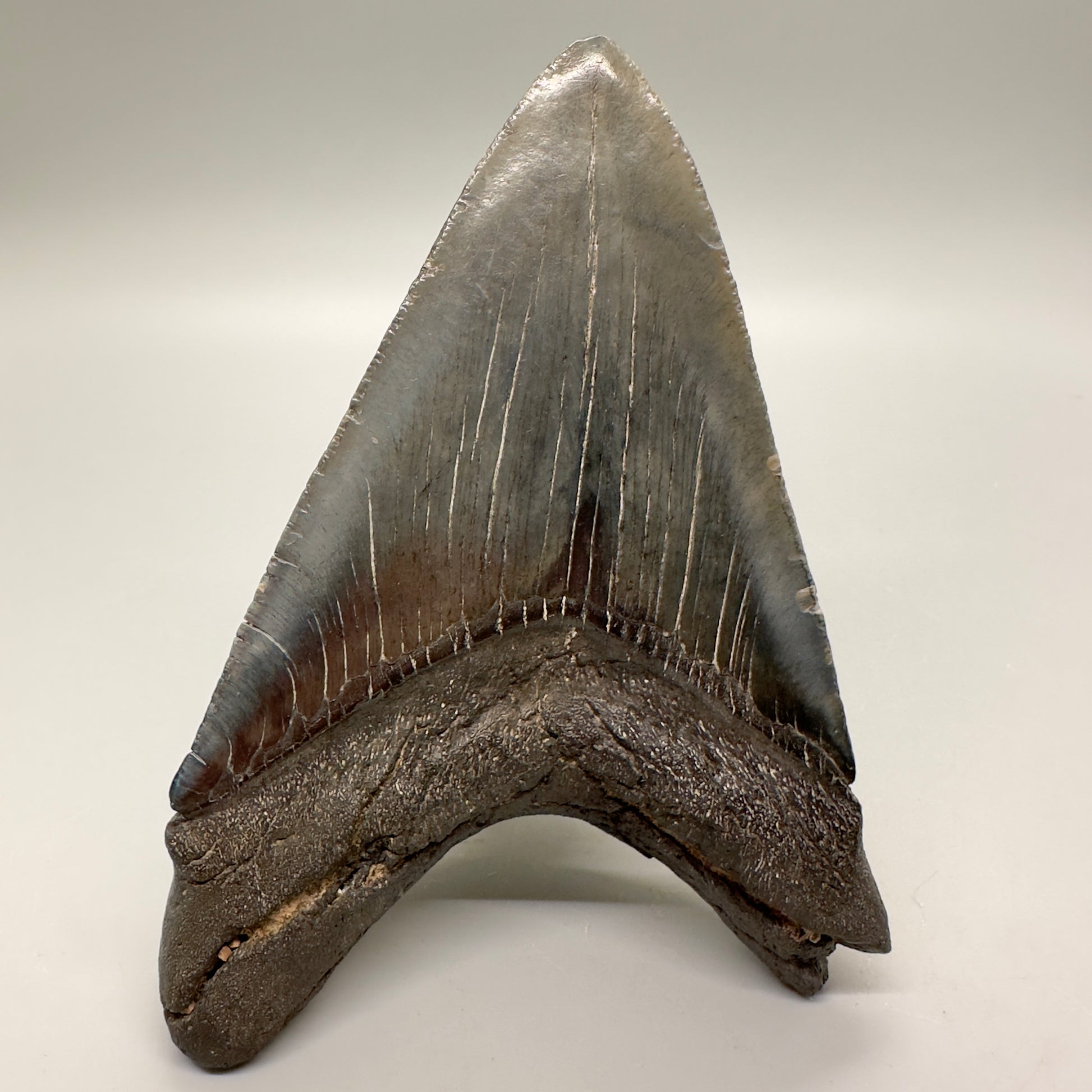 Lower 4.98" Fossil Megalodon Tooth: Scuba Diving, South Carolina CM4625 - Back
