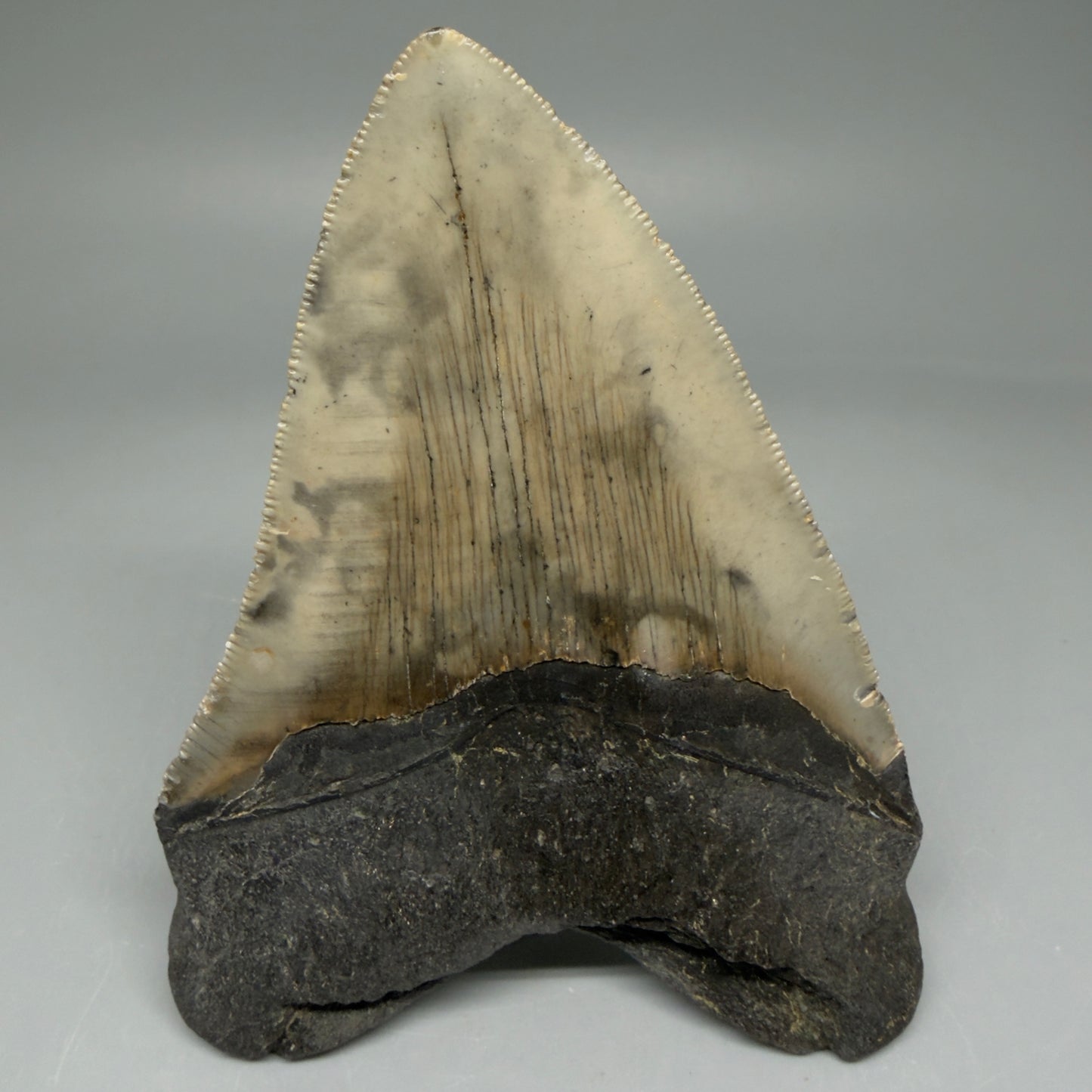 Back View Colorful 4.52" Authentic Megalodon Tooth – North Carolina Fossil | Carcharocles megalodon CM5829