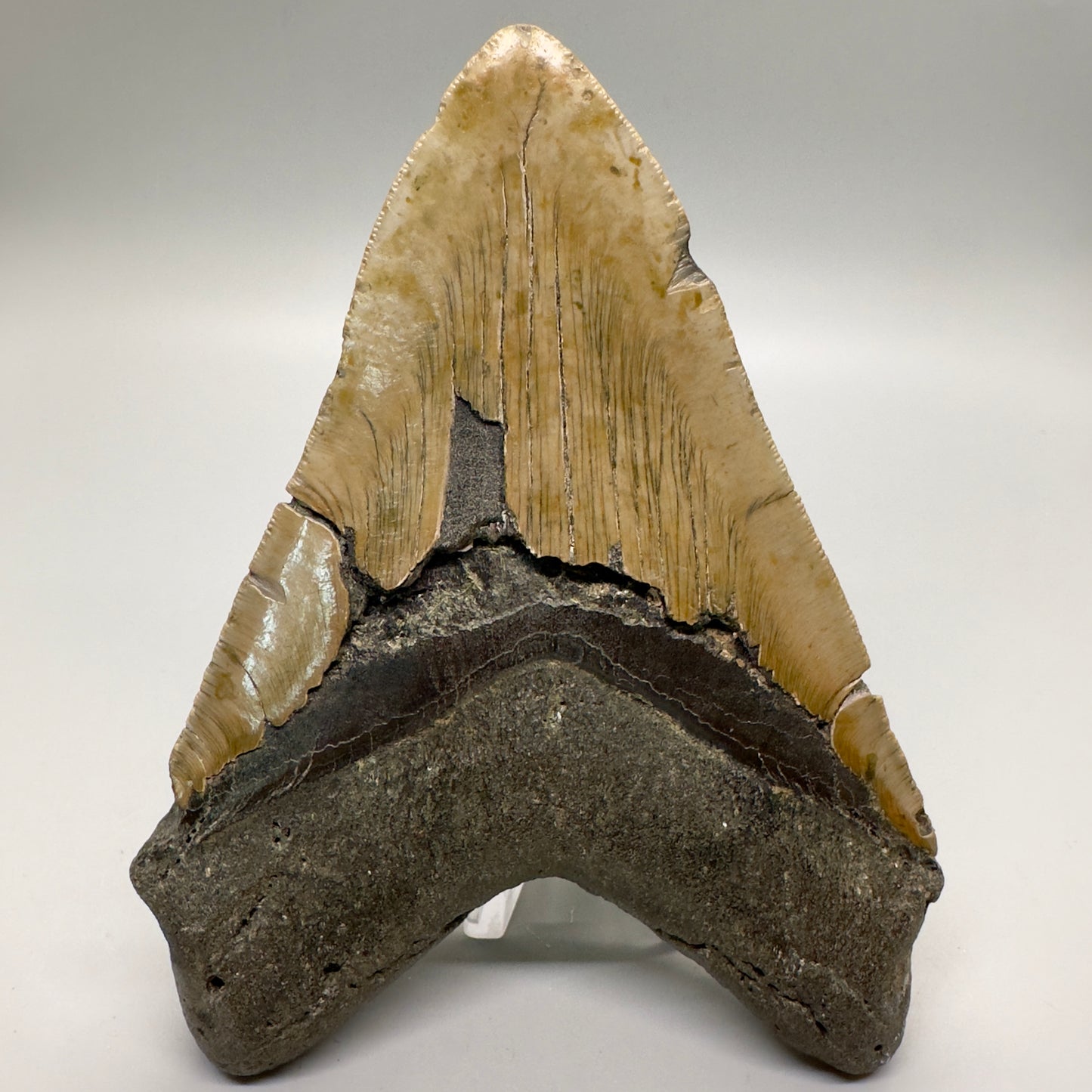 Colorful 5.61" Fossil Megalodon Shark Tooth - Wilmington North Carolina CM4630 - Back