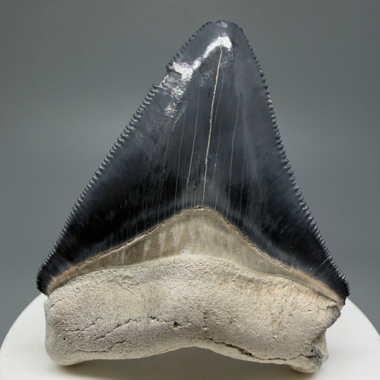 Gorgeous Colors 2.43" Fossil Megalodon Shark Tooth - Bone Valley, Florida CM5344 - Front 1