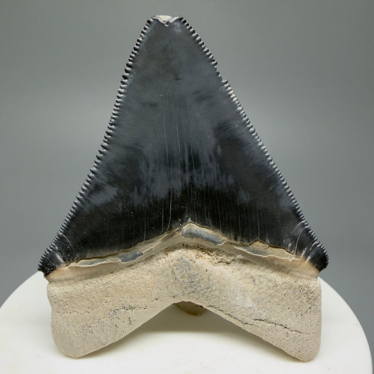 Gorgeous Colors 2.43" Fossil Megalodon Shark Tooth - Bone Valley, Florida CM5344 - Back