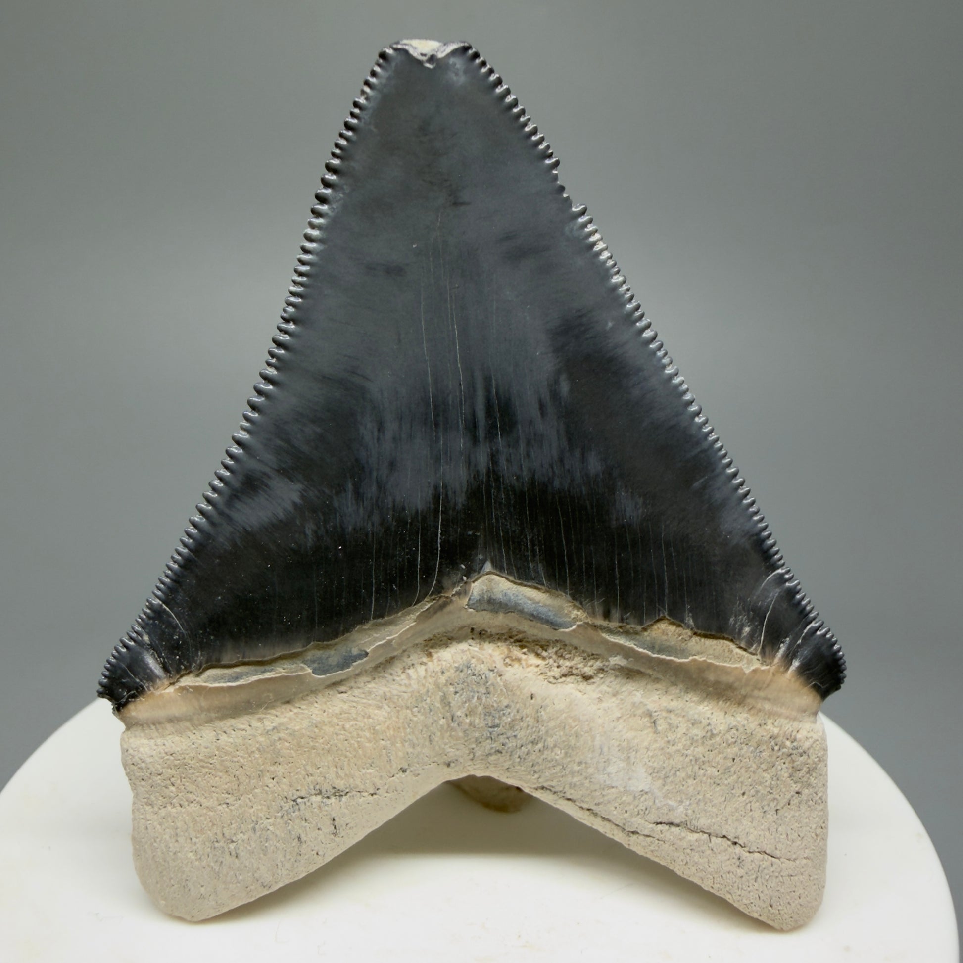 Gorgeous Colors 2.43" Fossil Megalodon Shark Tooth - Bone Valley, Florida CM5344 - Back