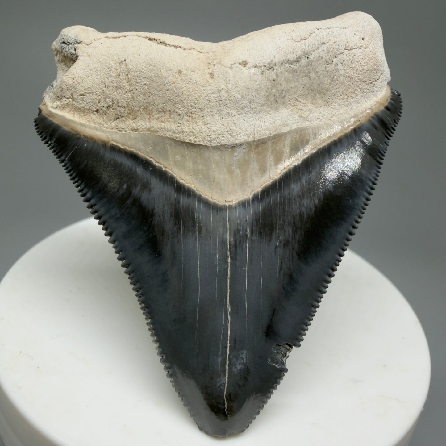 Gorgeous Colors 2.43" Fossil Megalodon Shark Tooth - Bone Valley, Florida CM5344 - Front 2
