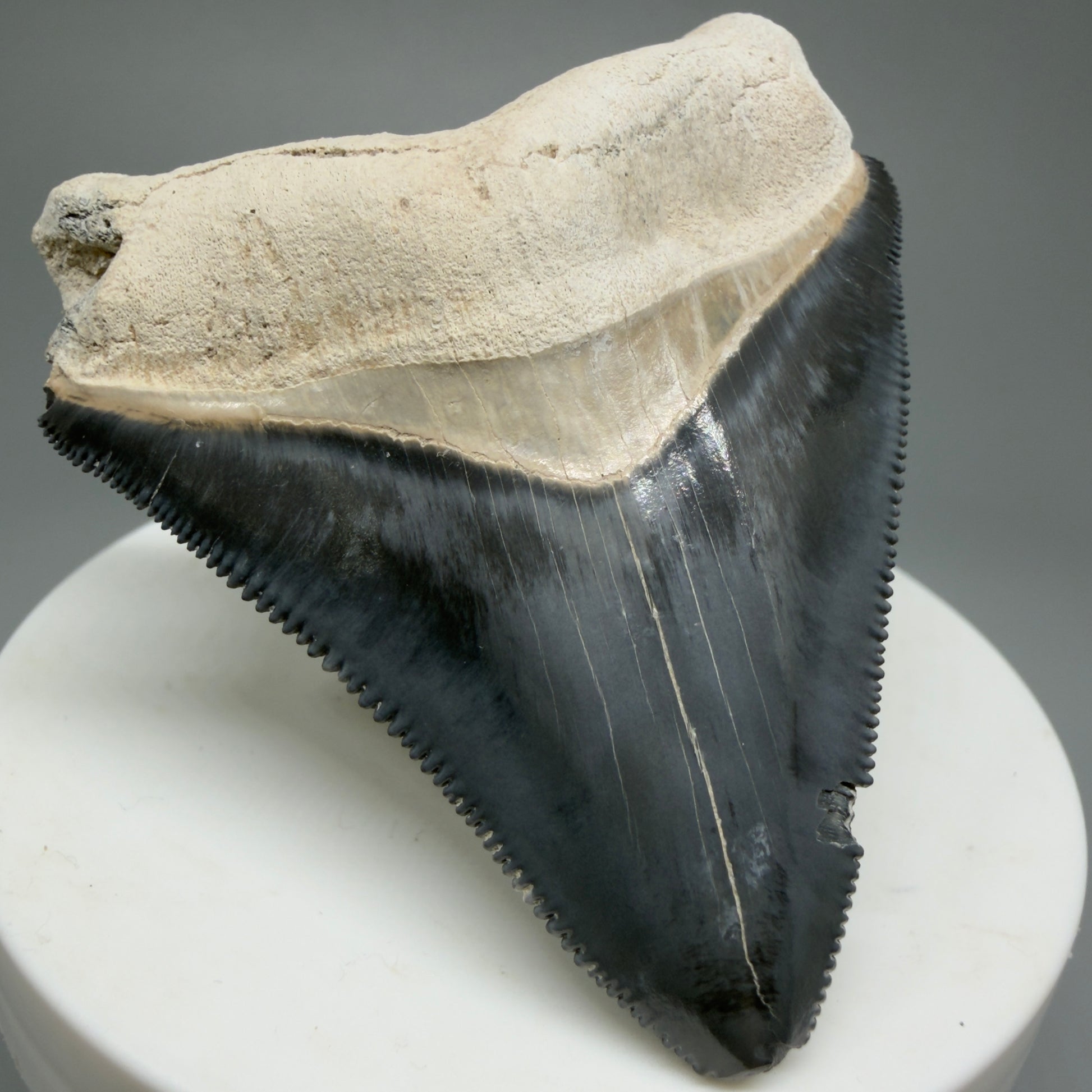 Gorgeous Colors 2.43" Fossil Megalodon Shark Tooth - Bone Valley, Florida CM5344 - Front Left