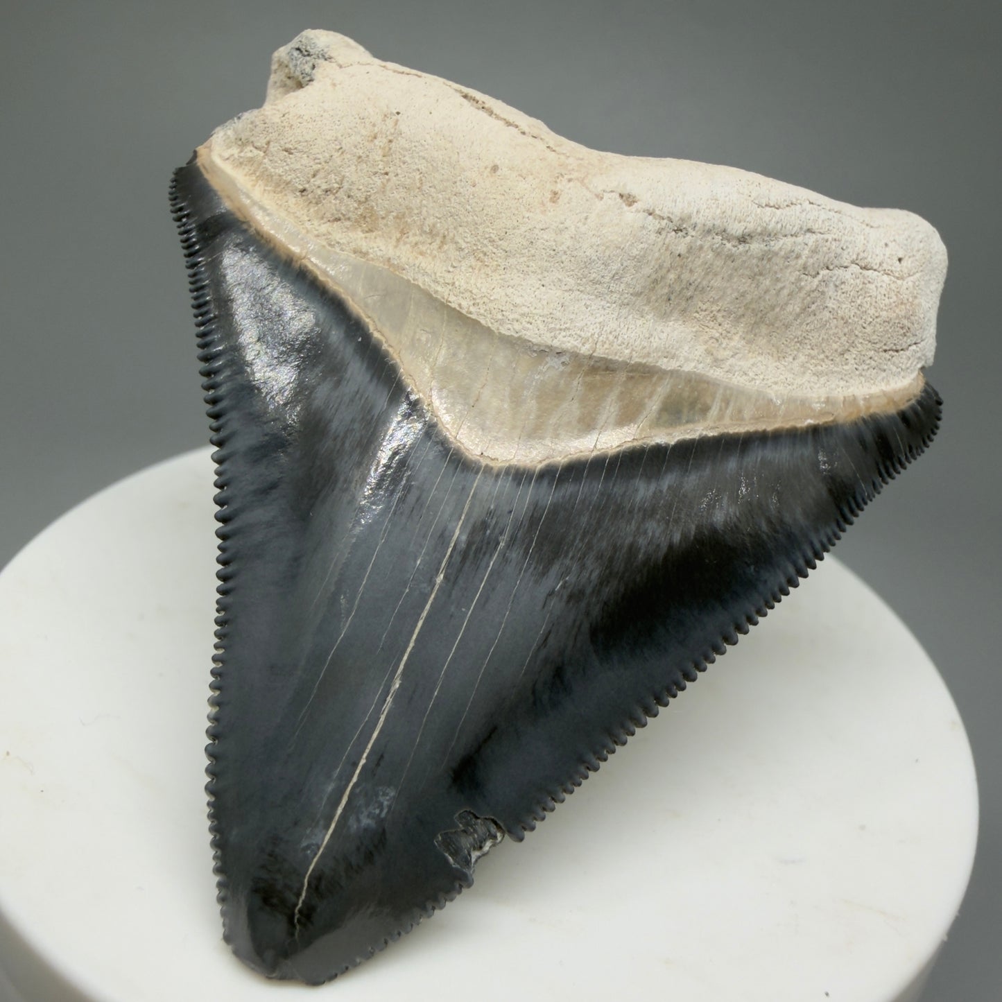 Gorgeous Colors 2.43" Fossil Megalodon Shark Tooth - Bone Valley, Florida CM5344 - Front Right