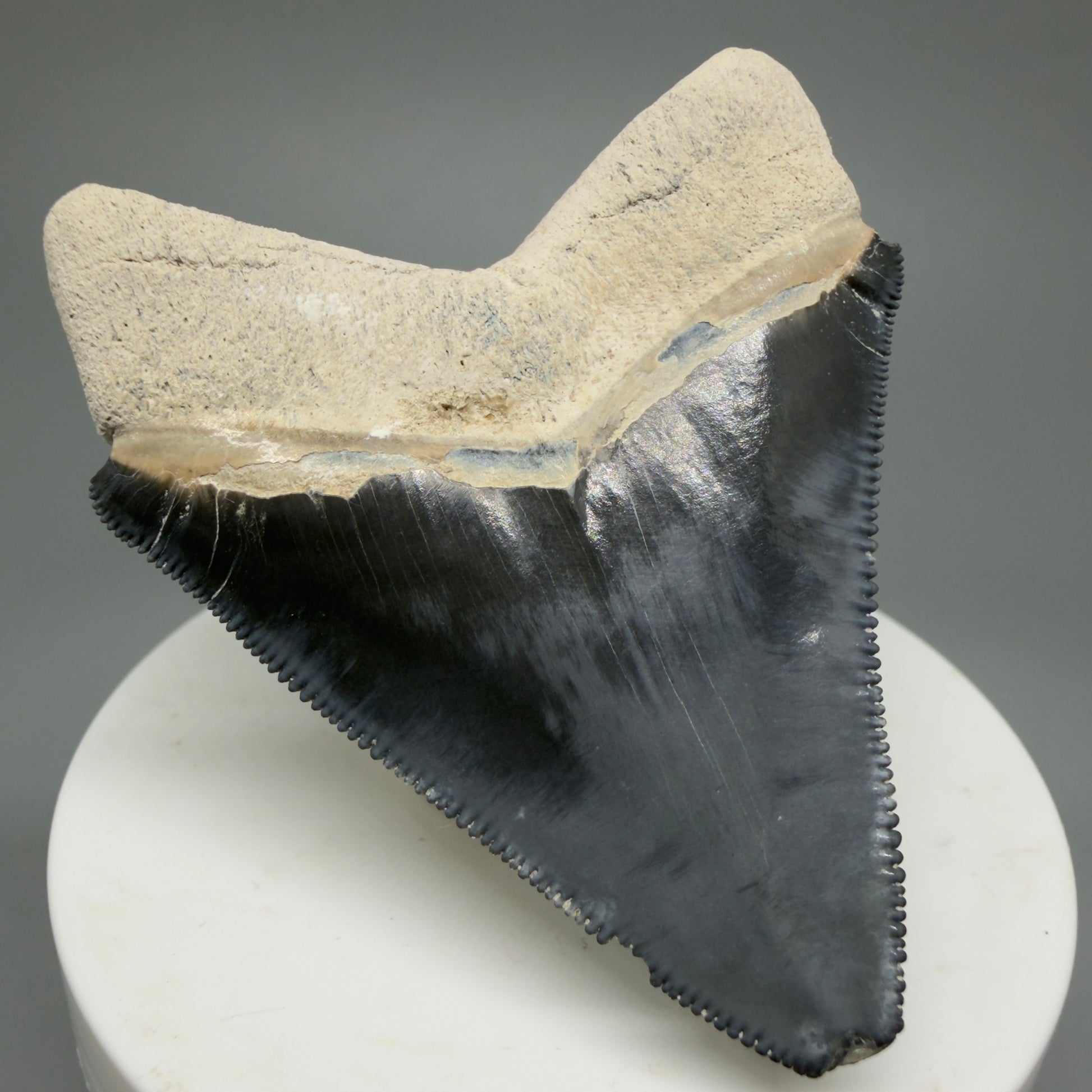 Gorgeous Colors 2.43" Fossil Megalodon Shark Tooth - Bone Valley, Florida CM5344 - Back Left