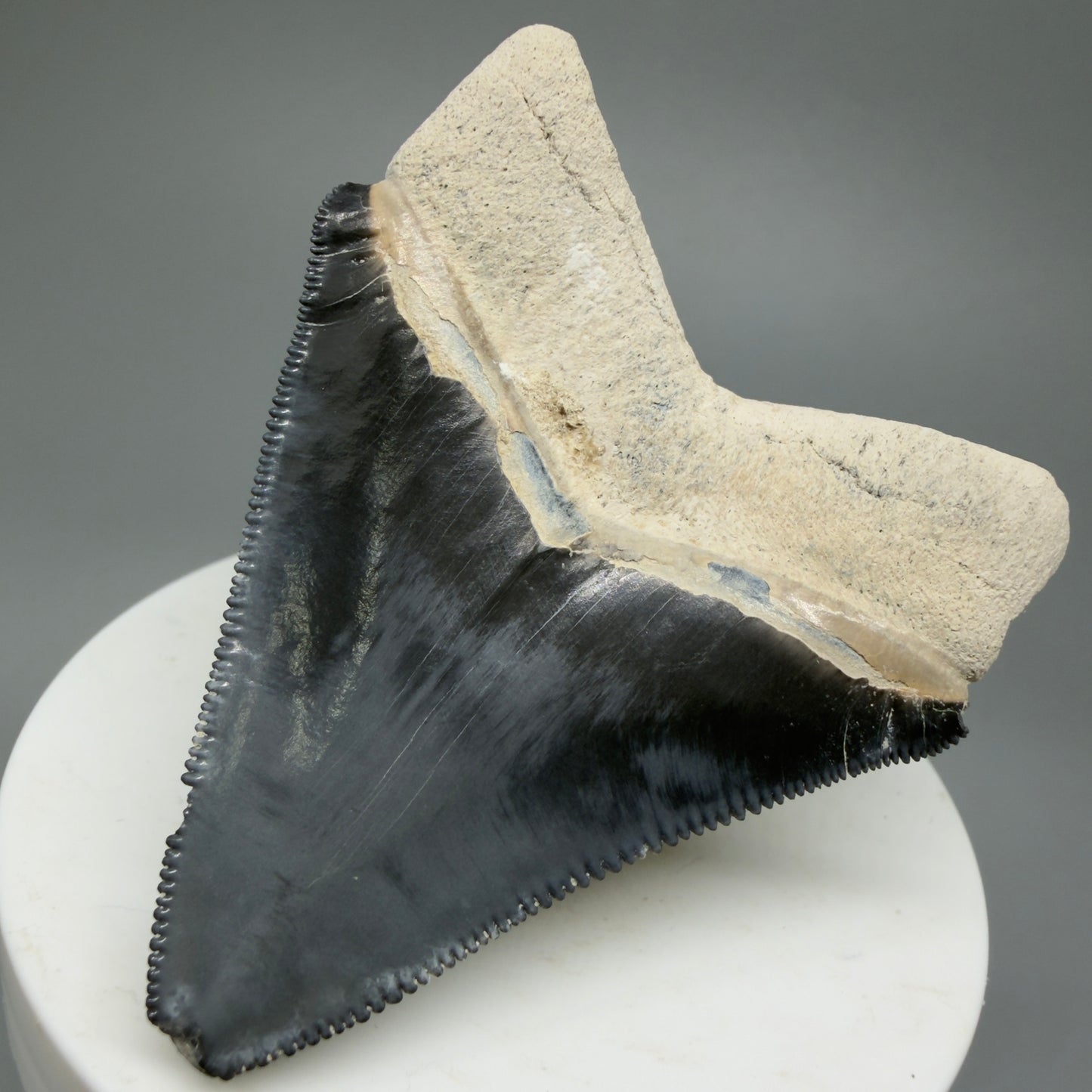 Gorgeous Colors 2.43" Fossil Megalodon Shark Tooth - Bone Valley, Florida CM5344 - Back Right