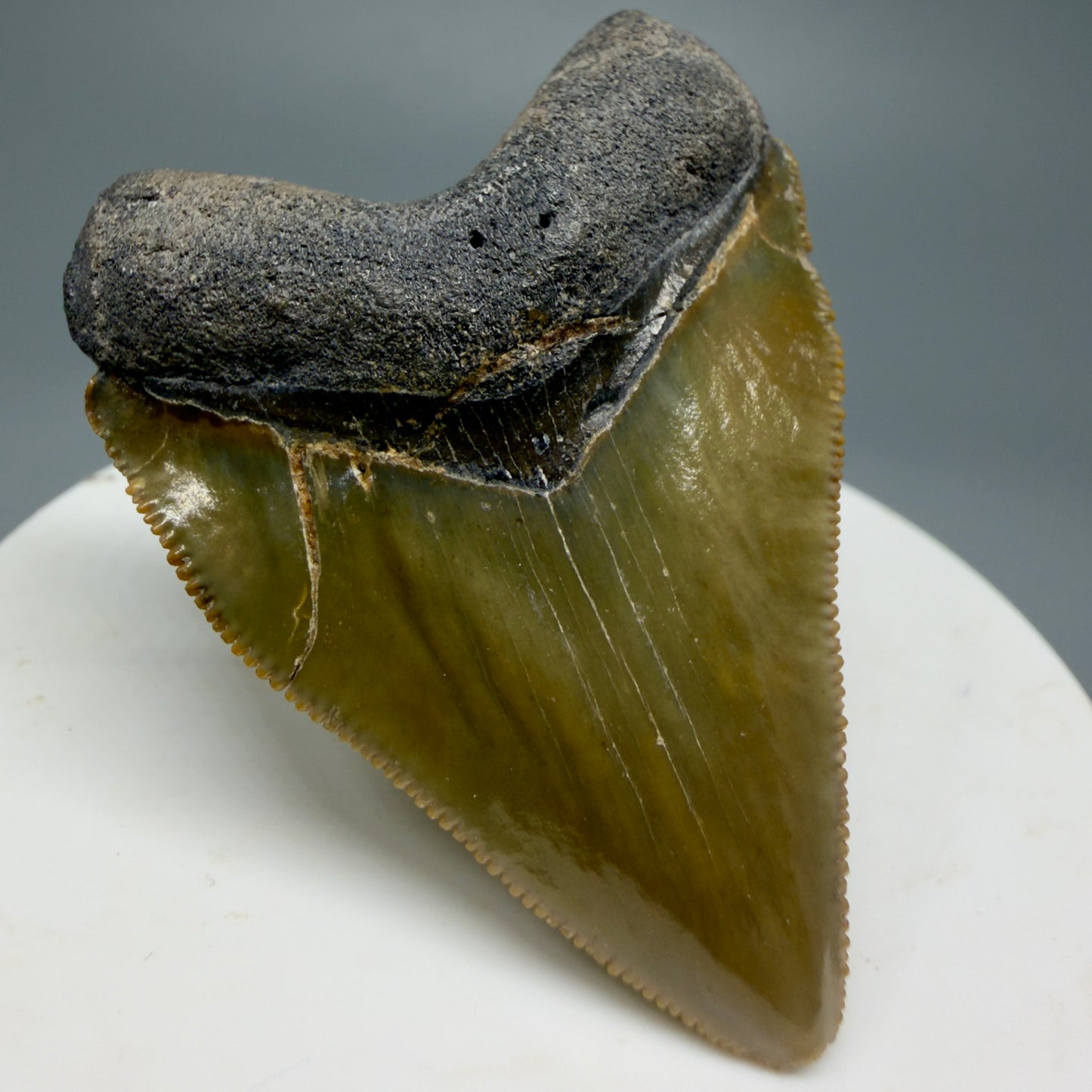 Heart shaped, juvenile 2.03" Fossil Juvenile Megalodon Tooth - Bone Valley, Florida CM5343 - Front Left