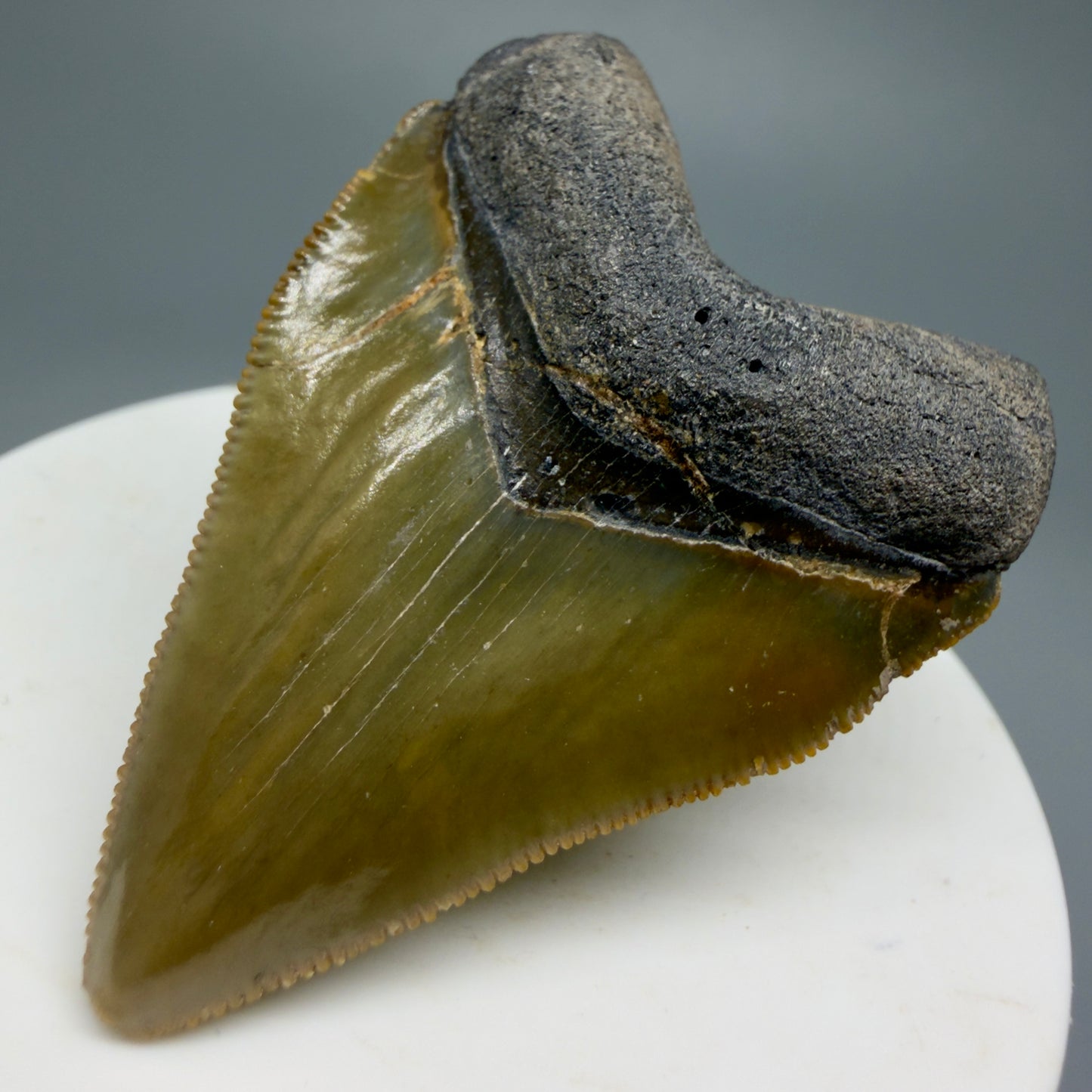 Heart shaped, juvenile 2.03" Fossil Juvenile Megalodon Tooth - Bone Valley, Florida CM5343 - Front Right