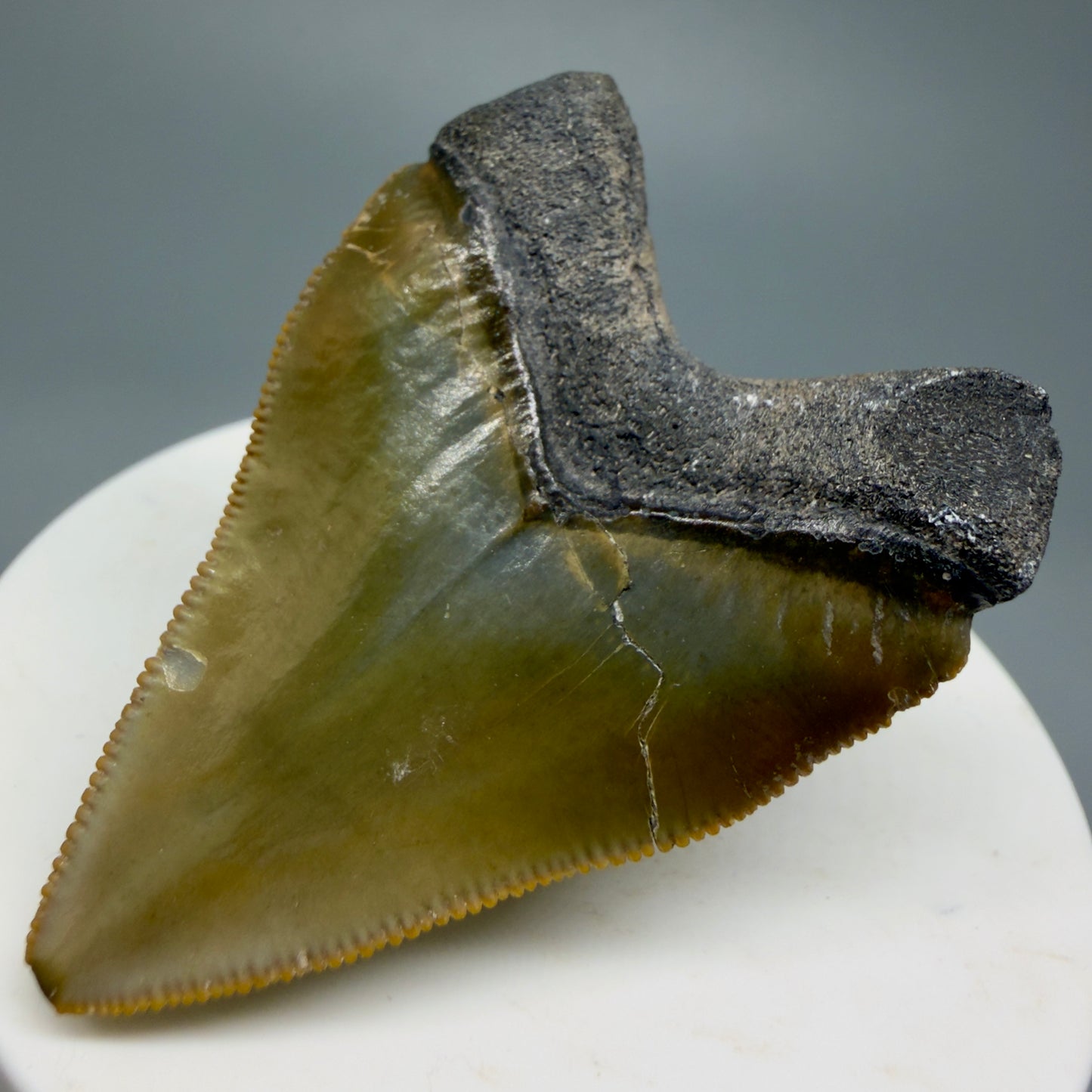 Heart shaped, juvenile 2.03" Fossil Juvenile Megalodon Tooth - Bone Valley, Florida CM5343 - Front Right