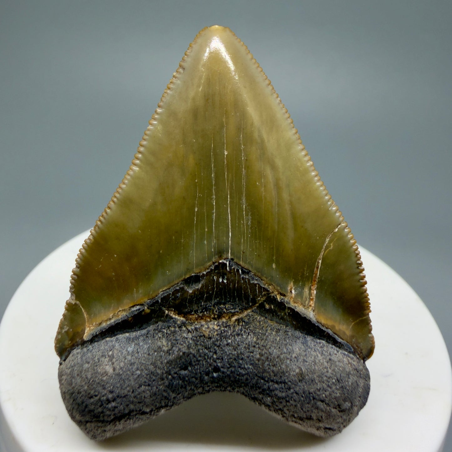 Heart shaped, juvenile 2.03" Fossil Juvenile Megalodon Tooth - Bone Valley, Florida CM5343 - Front 1