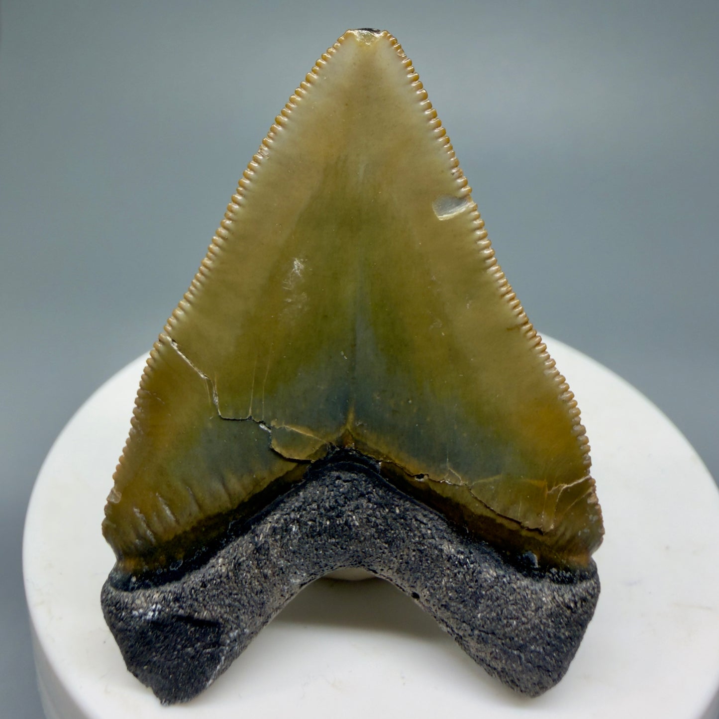 Heart shaped, juvenile 2.03" Fossil Juvenile Megalodon Tooth - Bone Valley, Florida CM5343 - Back