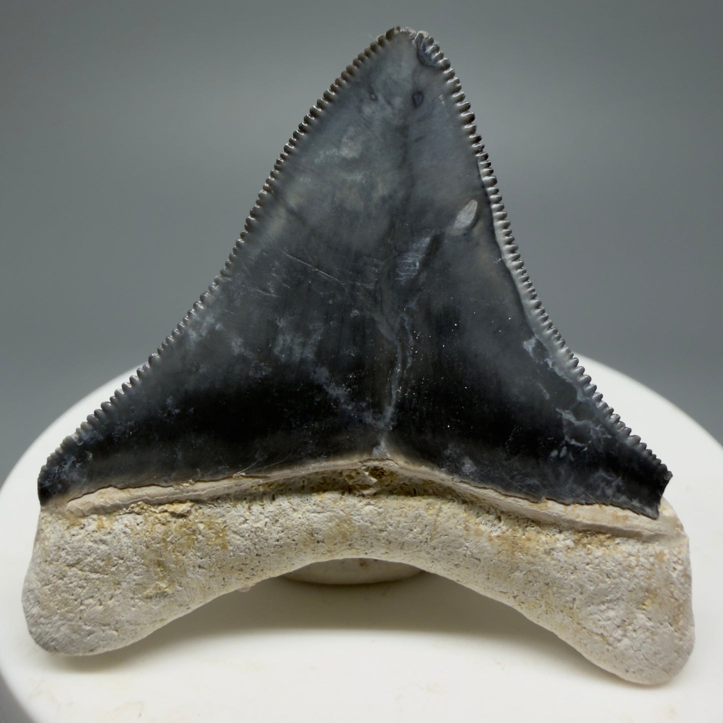 Gorgeous Colors 1.85" Fossil Megalodon Shark Tooth - Bone Valley, Florida CM5342 - Back