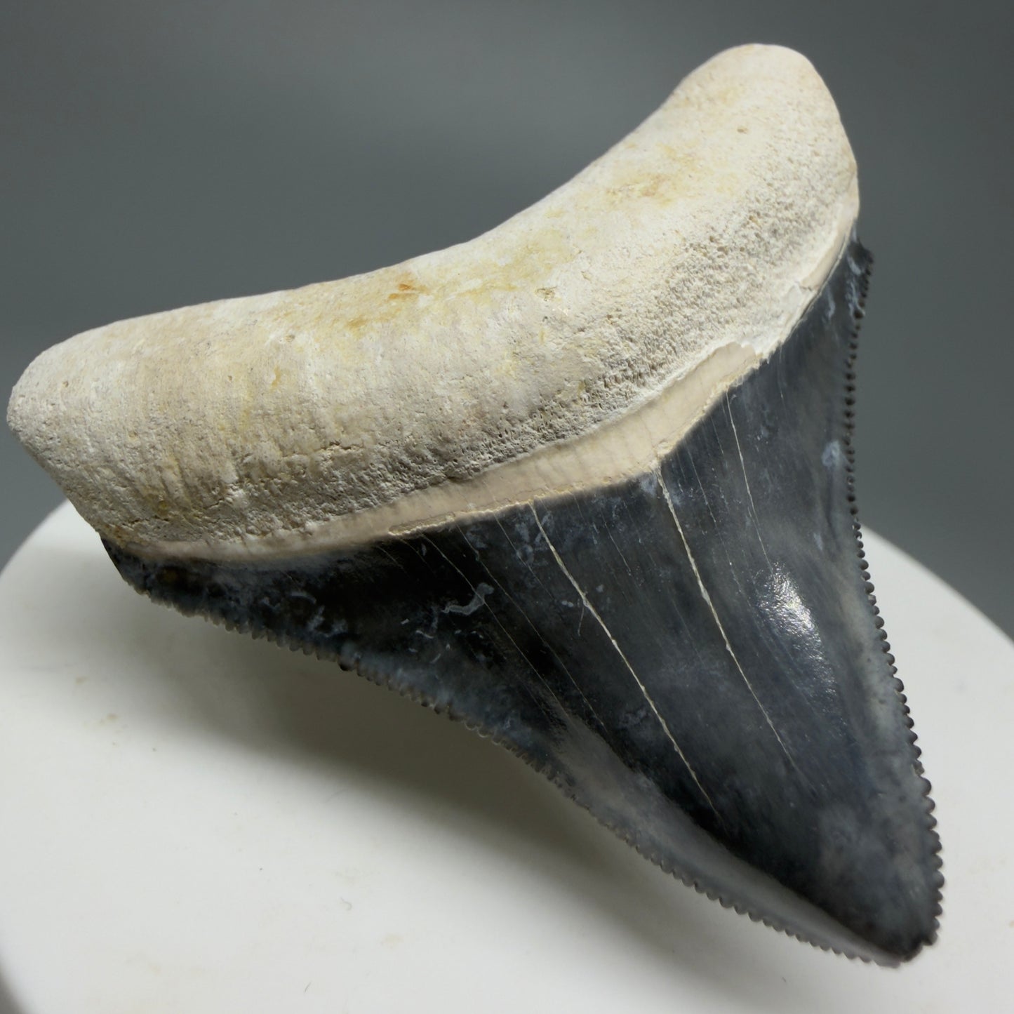 Gorgeous Colors 1.85" Fossil Megalodon Shark Tooth - Bone Valley, Florida CM5342 - Front Left