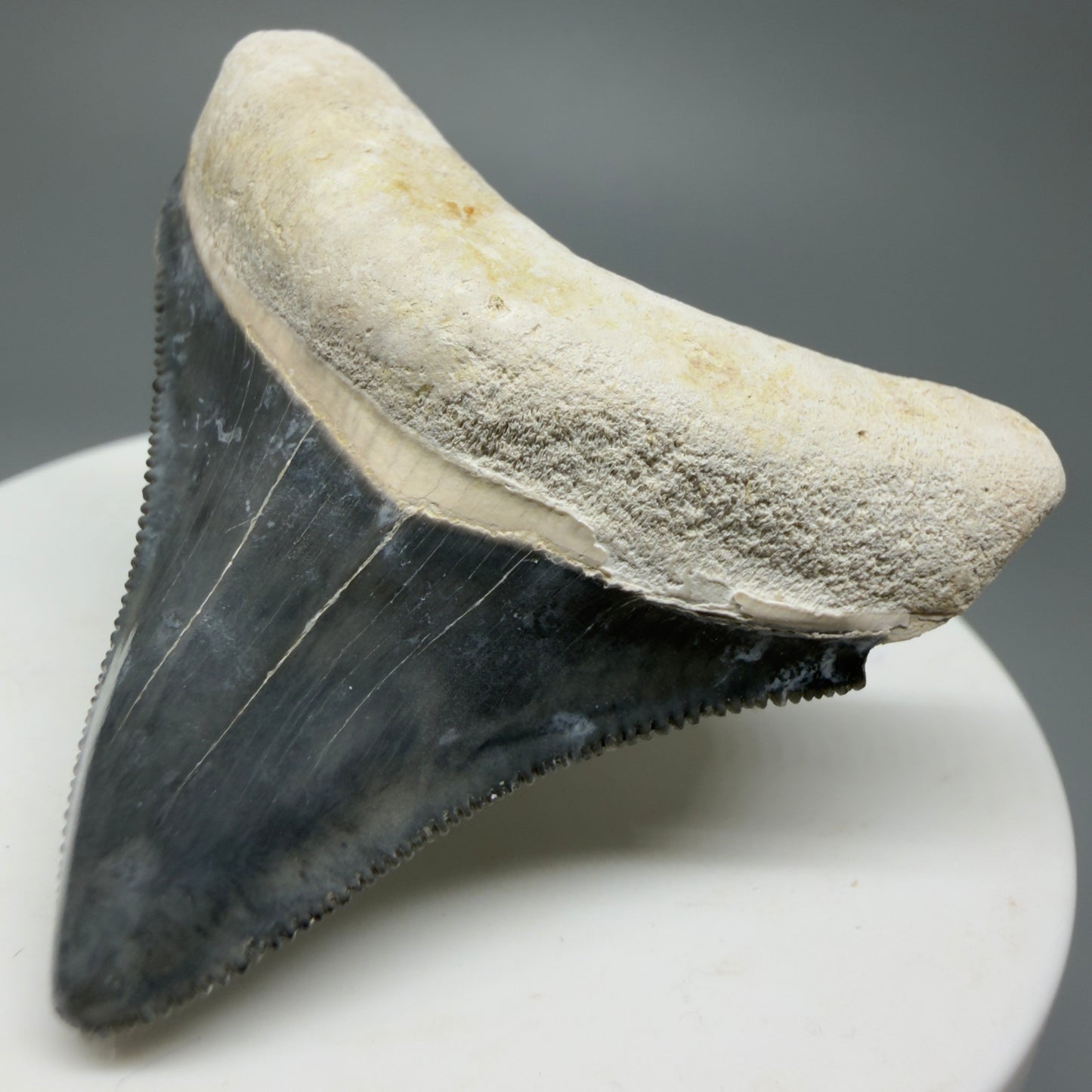 Gorgeous Colors 1.85" Fossil Megalodon Shark Tooth - Bone Valley, Florida CM5342 - Front Right