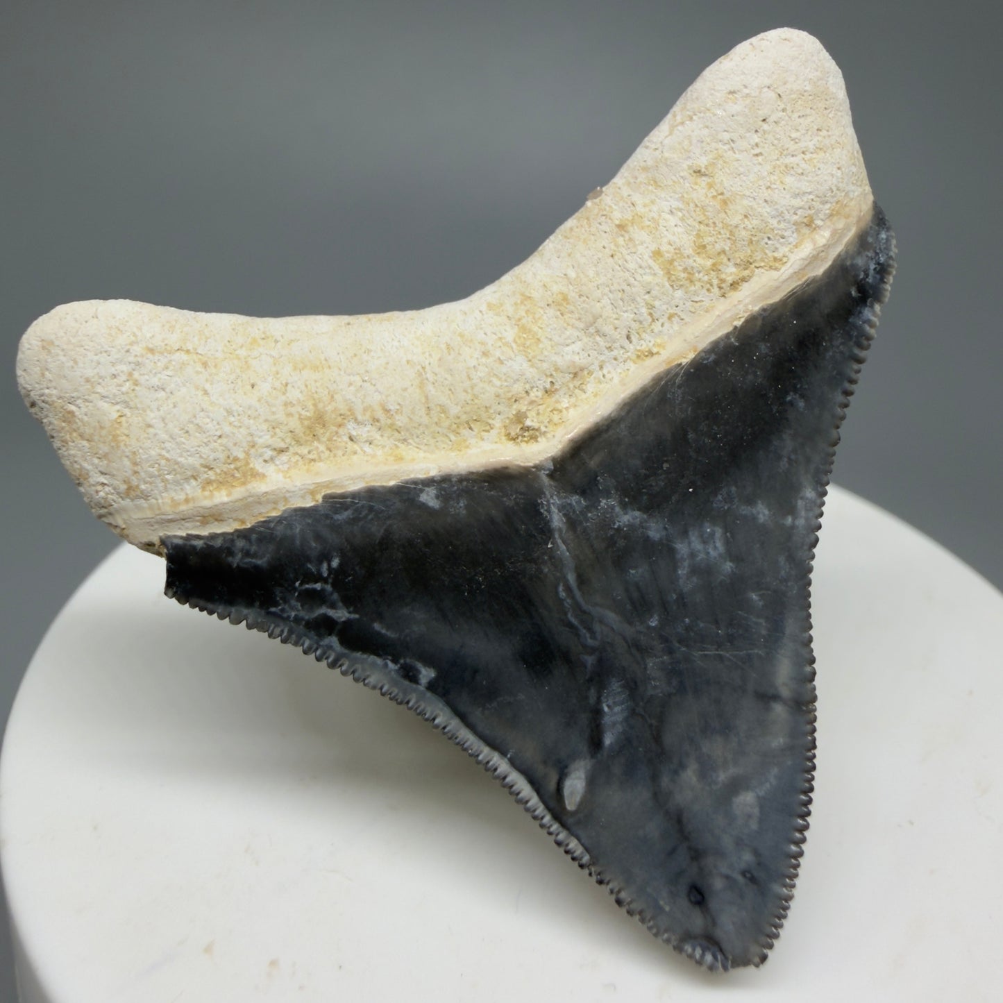 Gorgeous Colors 1.85" Fossil Megalodon Shark Tooth - Bone Valley, Florida CM5342 - Back Left
