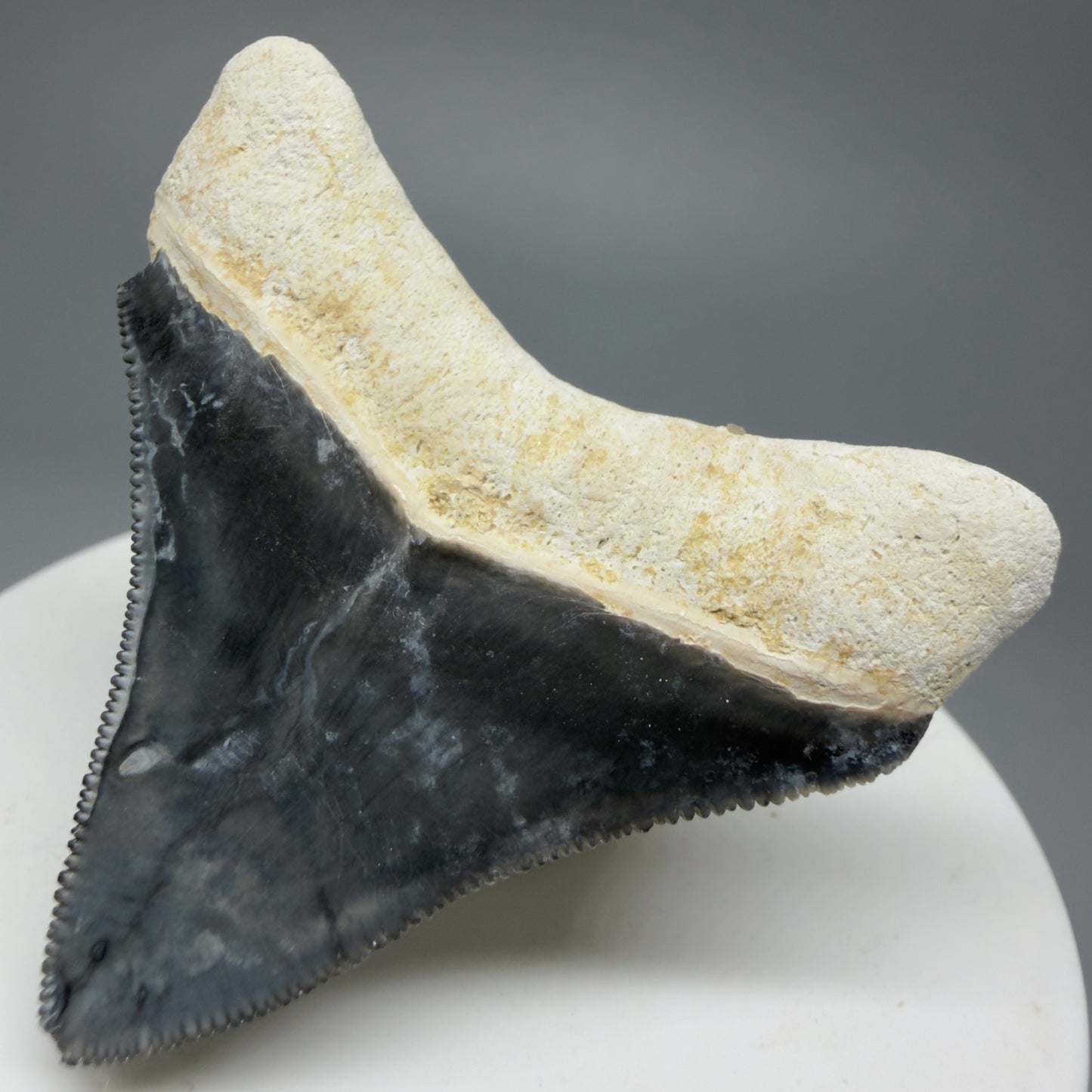 Gorgeous Colors 1.85" Fossil Megalodon Shark Tooth - Bone Valley, Florida CM5342 - Back Right