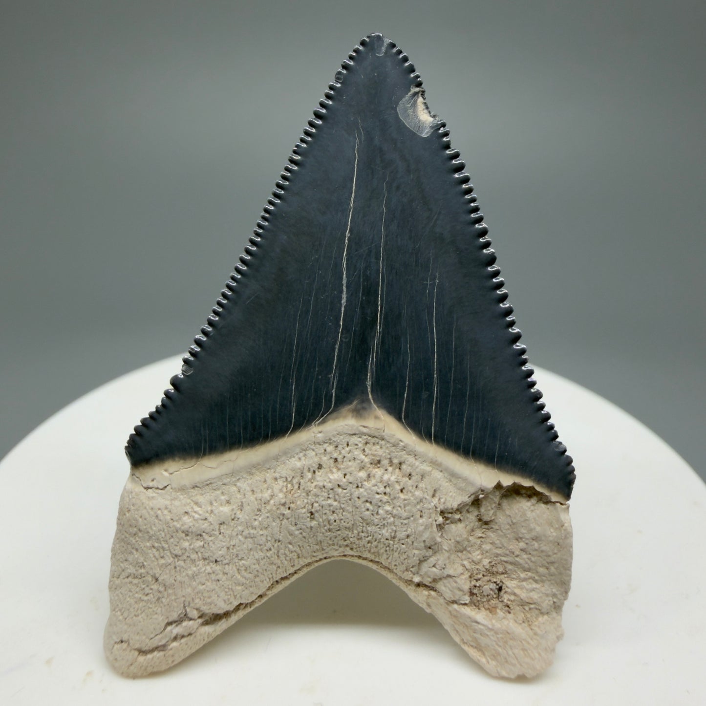 Gorgeous Colors 1.86" Fossil Megalodon Shark Tooth - Bone Valley, Florida CM5341 - Back