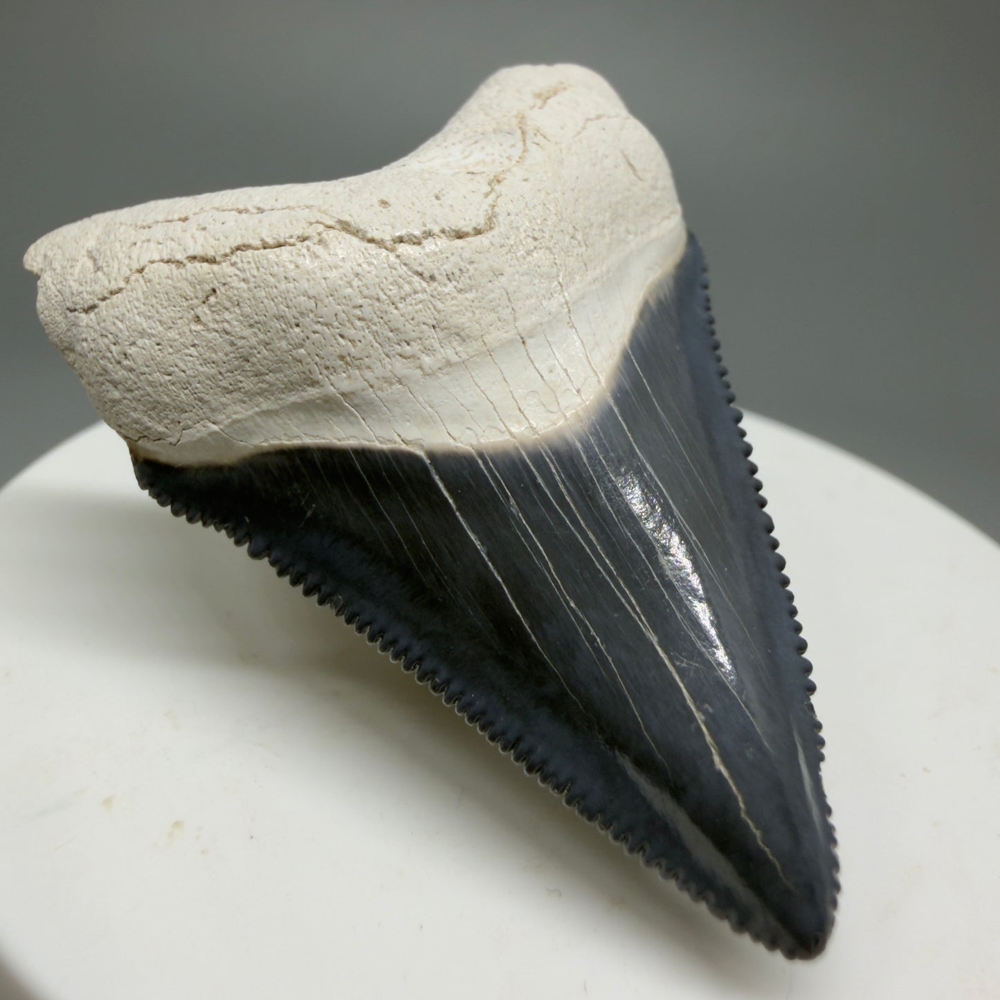 Gorgeous Colors 1.86" Fossil Megalodon Shark Tooth - Bone Valley, Florida CM5341 - Front Left