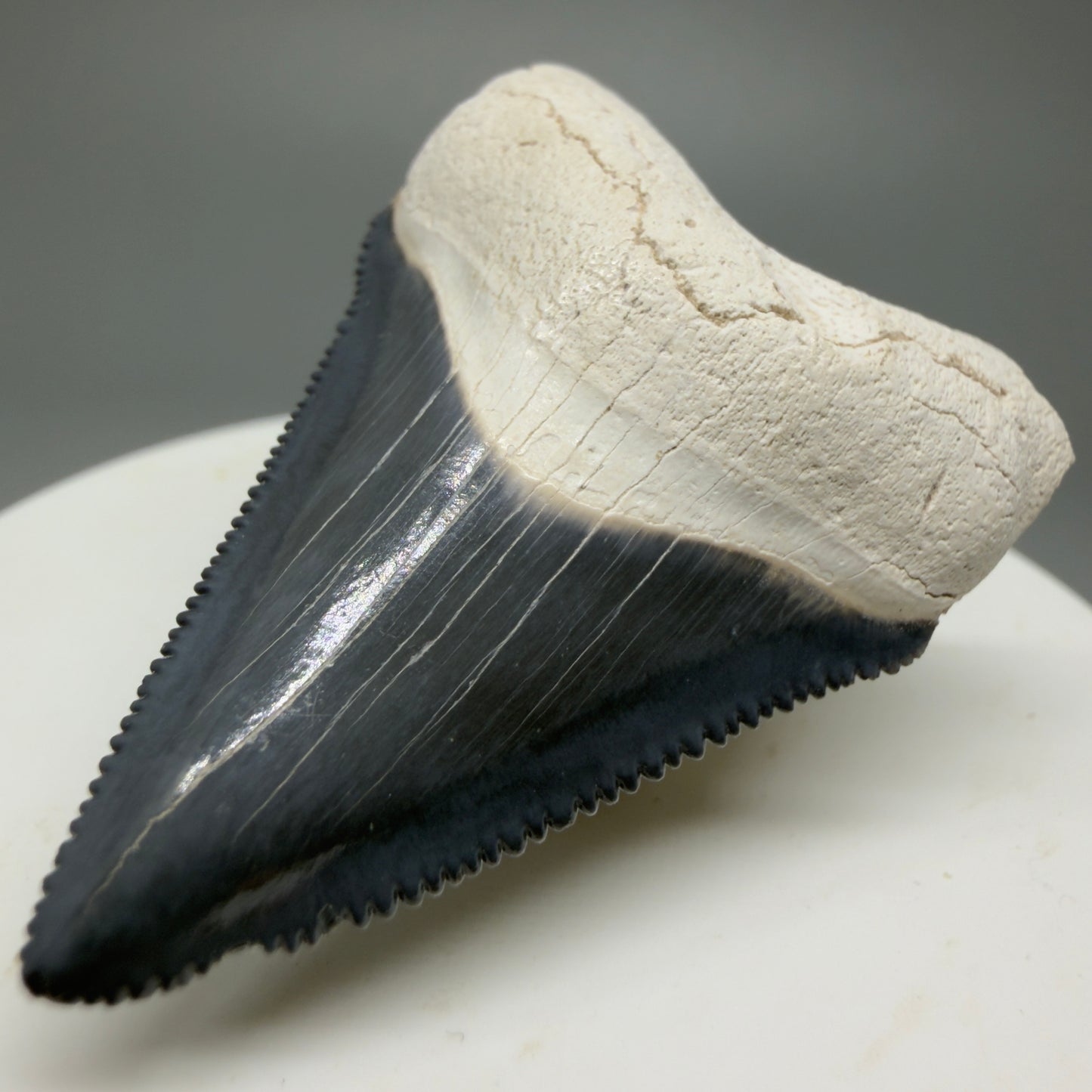 Gorgeous Colors 1.86" Fossil Megalodon Shark Tooth - Bone Valley, Florida CM5341 - Front Right