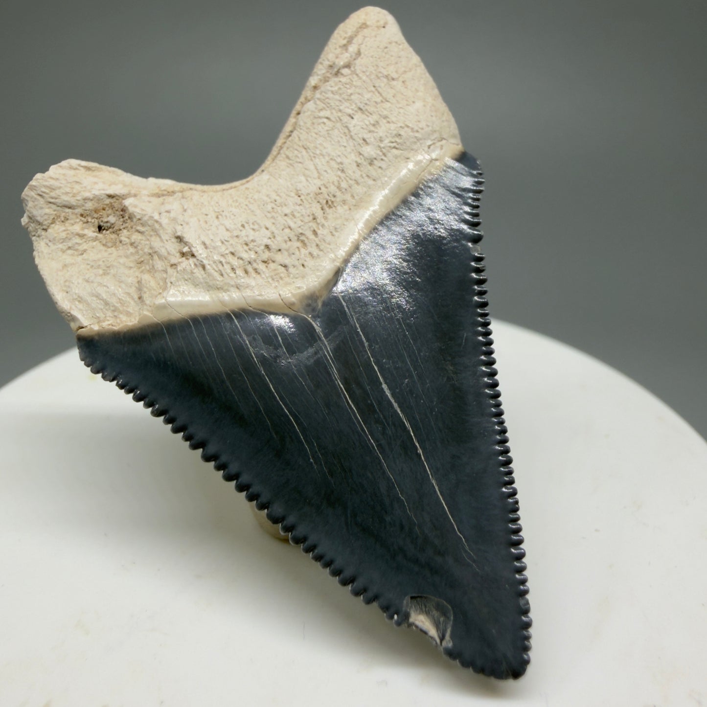 Gorgeous Colors 1.86" Fossil Megalodon Shark Tooth - Bone Valley, Florida CM5341 - Back Left