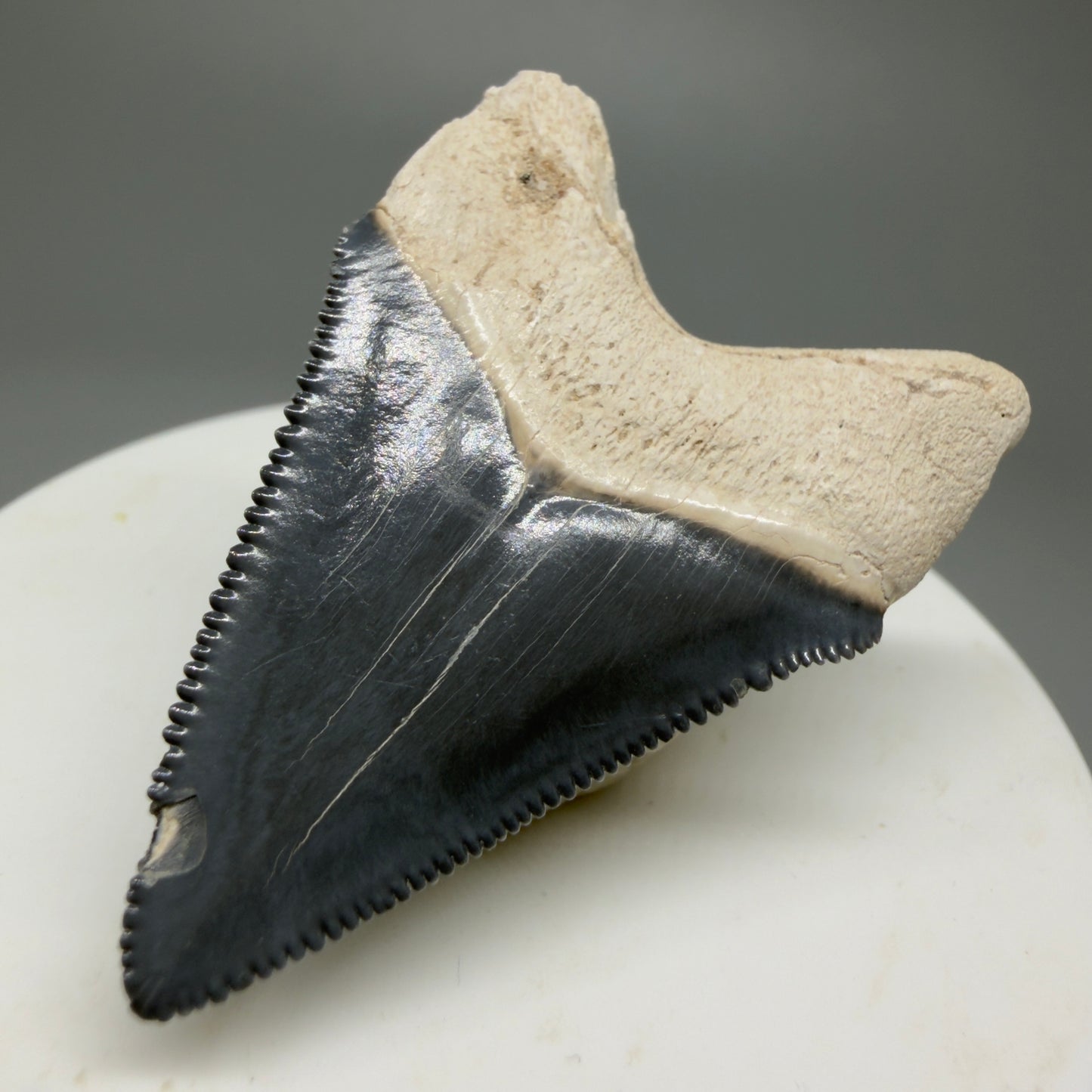 Gorgeous Colors 1.86" Fossil Megalodon Shark Tooth - Bone Valley, Florida CM5341 - Back Right