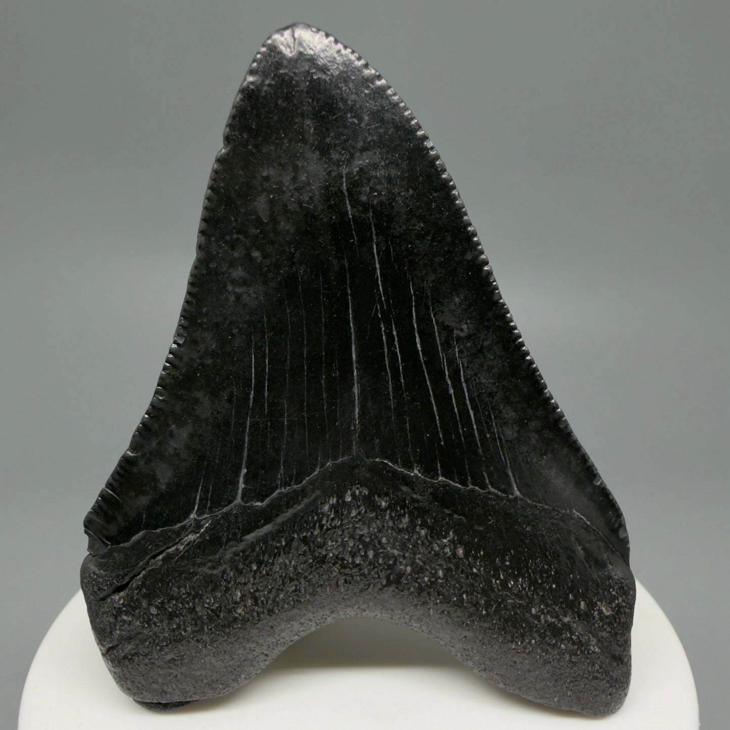 Back View 2.76" Dark colors Fossil Megalodon Tooth – South Carolina River Find | Authentic CM6121