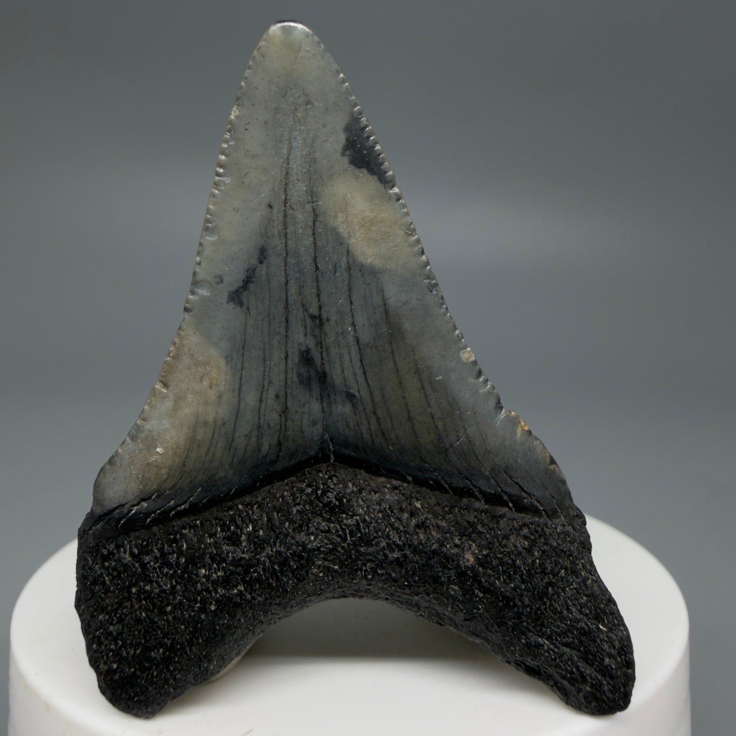 Back View Gorgeous 2.21" Colorful Fossil Megalodon Tooth – South Carolina River Find | Authentic CM6215