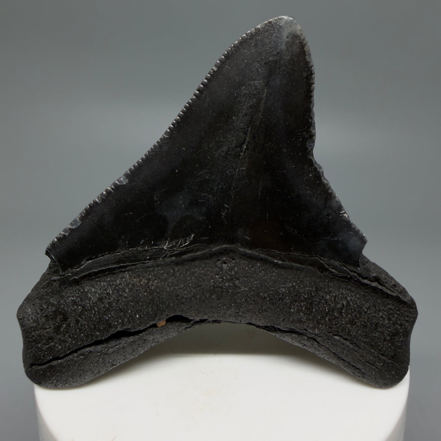 Back View 2.86" Lateral Fossil Megalodon Tooth – South Carolina River Find | Authentic CM6222