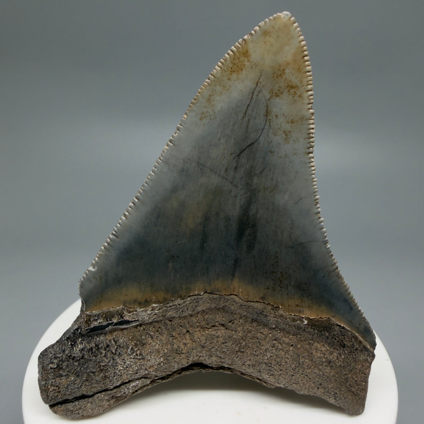 Affordable 2.83" Colorful Fossil Megalodon Tooth – South Carolina River Find | Authentic