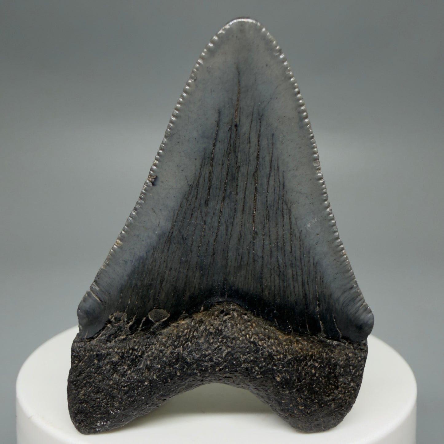 Back View Gorgeous 2.16" Colorful Fossil Megalodon Tooth – South Carolina River Find | Authentic CM6216