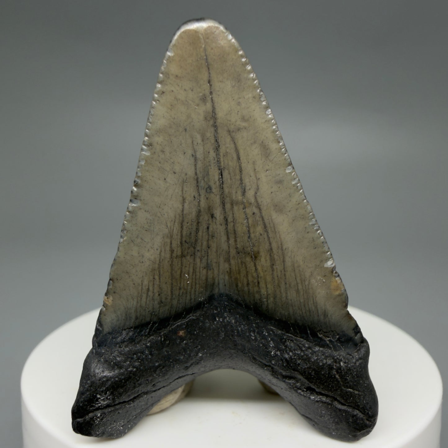 Back View Gorgeous, affordable 2.05" Colorful Fossil Megalodon Tooth – South Carolina River Find | Authentic CM6213