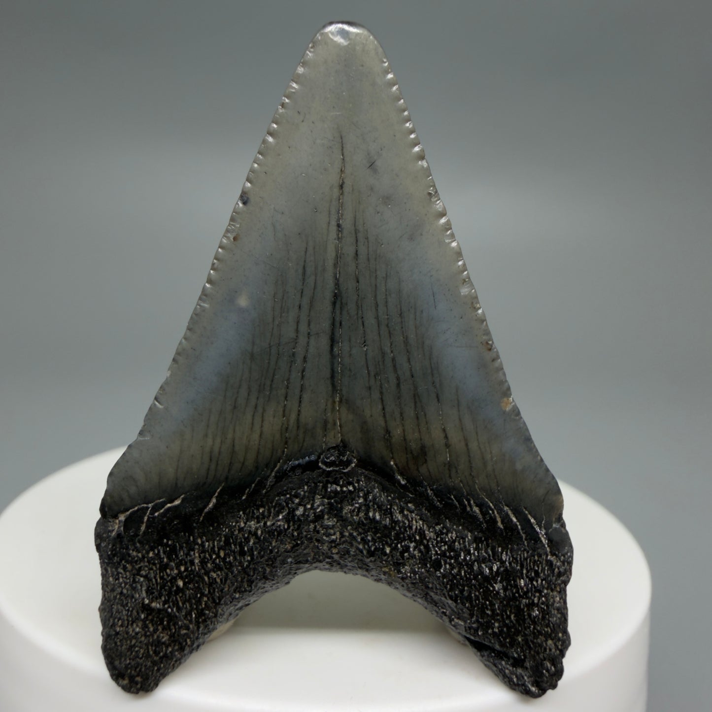 Back View Affordable 1.95" Colorful Fossil Megalodon Tooth – South Carolina River Find | Authentic CM6210