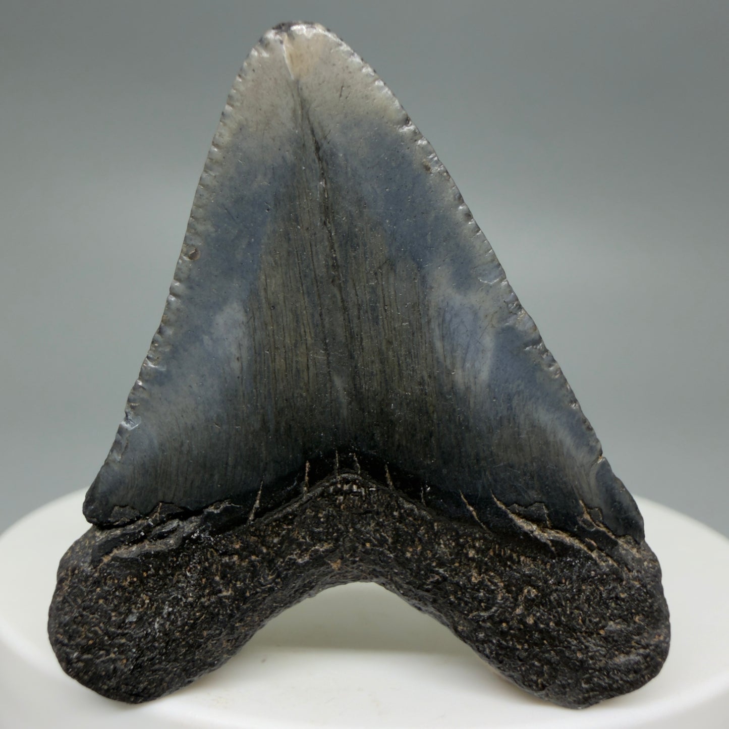 Back View Baby 1.61" Colorful Fossil Megalodon Tooth – South Carolina River Find | Authentic Megalodon Tooth CM6208