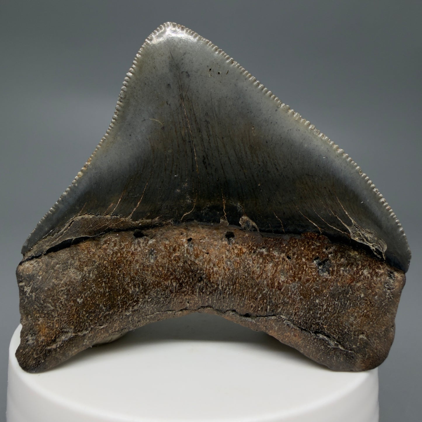Back View HUGE posterior 2.55" Fossil Megalodon Tooth – South Carolina River Find | Authentic CM6223